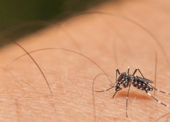 O mosquito Aedes aegypti é responsável por transmitir as arboviroses (Foto: Shutterstock)