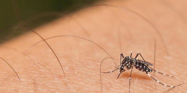 Juazeiro do Norte tem 100 vezes mais casos de Chikungunya em 2022 do que nos últimos 3 anos