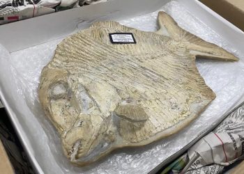 Fóssil de 100 milhões de anos, comercializado ilegalmente em site de leilões da Itália, chega ao Ceará (Foto: Edson Freitas)
