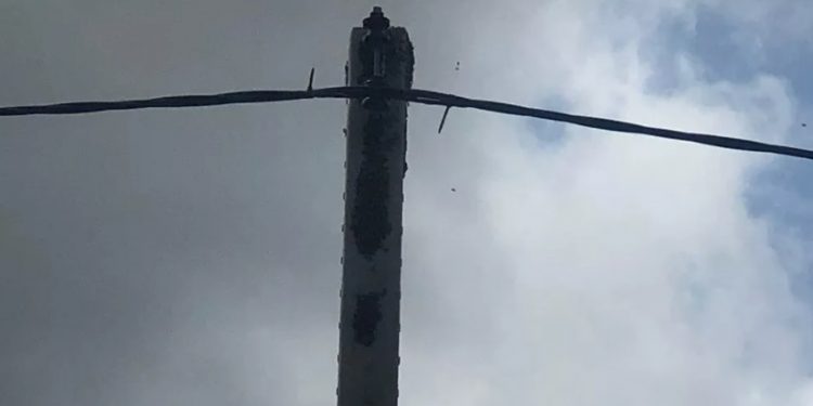Barbalha: Enxame de abelhas vive em poste de energia elétrica e causa transtornos a moradores de localidade