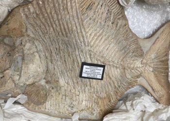 O peixe fossilizado está avaliado em quase 3 mil euros (R$ 16 mil, aproximadamente) (Foto: Divulgação)