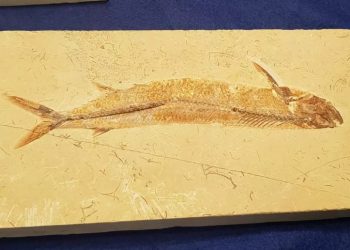 Fósseis que haviam sido traficados serão devolvidos ao Cariri; peças serão geridas pelo Museu de Paleontologia da Urca