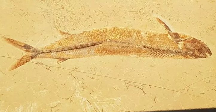 Fósseis que haviam sido traficados serão devolvidos ao Cariri; peças serão geridas pelo Museu de Paleontologia da Urca