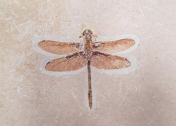 (Foto: Geopark Araripe/URCA)