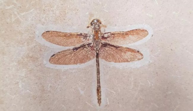 Fósseis que haviam sido traficados serão devolvidos ao Cariri; peças serão geridas pelo Museu de Paleontologia da Urca