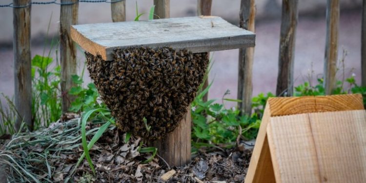 Homem morre após ser atacado por enxame de abelhas em Santa Quitéria