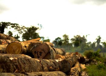 Sob Bolsonaro, Amazônia viu subir desmatamento, garimpo e violência