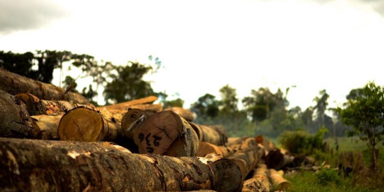 Sob Bolsonaro, Amazônia viu subir desmatamento, garimpo e violência