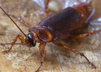 Proprietários de imóveis receberão R$ 10,2 mil se aceitarem participar do experimento por 30 dias (Foto: Eran Finkle/Wikimedia Commons)