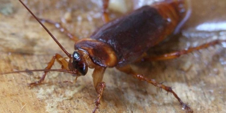 Topa? Empresa paga R$ 10,2 mil a quem conviver com 100 baratas em casa