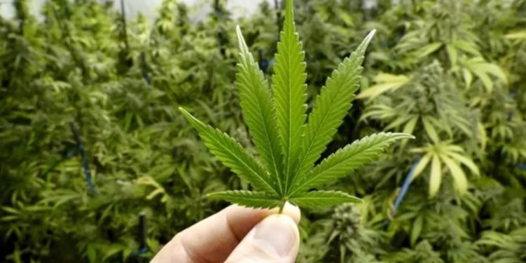 Uso medicinal de maconha é aprovado pelo Conselho Estadual de Saúde do Ceará