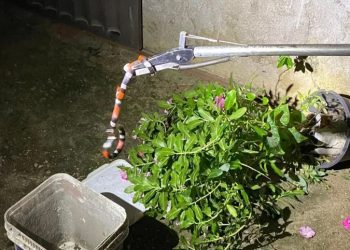 Coral verdadeira foi encontrada me jarro de planta de casa em Crateús (Foto: CBMCE/Reprodução)