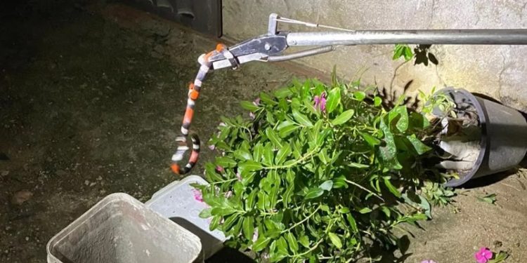 Crateús: Cobra-coral verdadeira, a mais venenosa do Brasil, é encontrada em jarro de plantas