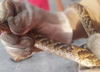 Bombeiros resgatam cobra jararaca em posto de combustíveis no interior do Ceará (Foto: Corpo de Bombeiros/Divulgação)
