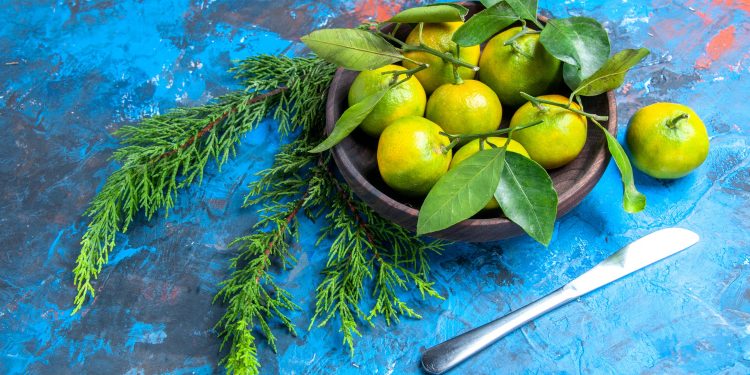 Limão tem substâncias que podem combater a Covid-19, descobrem pesquisadores cearenses