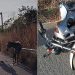 Motociclista morre após colisão com animal na rodovia BR 230, em Várzea Alegre