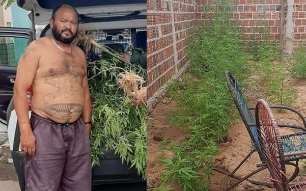 Homem é preso com plantação de maconha no quintal de casa em Jati