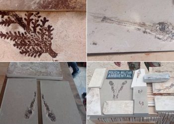 Durante as ações, foram recolhidos fósseis de 14 peixes, quatro plantas e de um inseto (Foto: Divulgação)