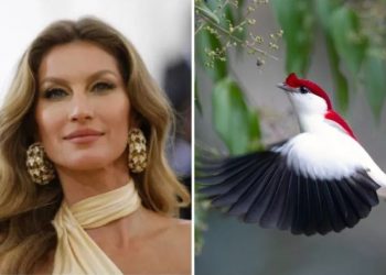 Gisele Bündchen faz doação para preservação do soldadinho-do-araripe, pássaro exclusivo da Chapada