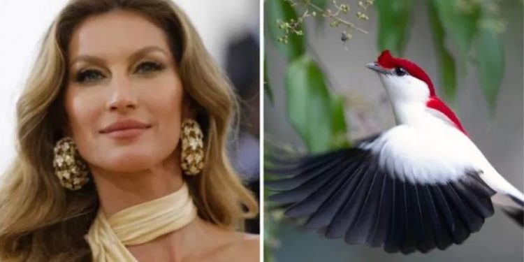 Gisele Bündchen faz doação para preservação do soldadinho-do-araripe, pássaro exclusivo da Chapada
