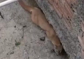 A onça perseguia uma galinha quando caiu num poço de seis metros de profundidade (Foto: Reprodução/Corpo de Bombeiros)