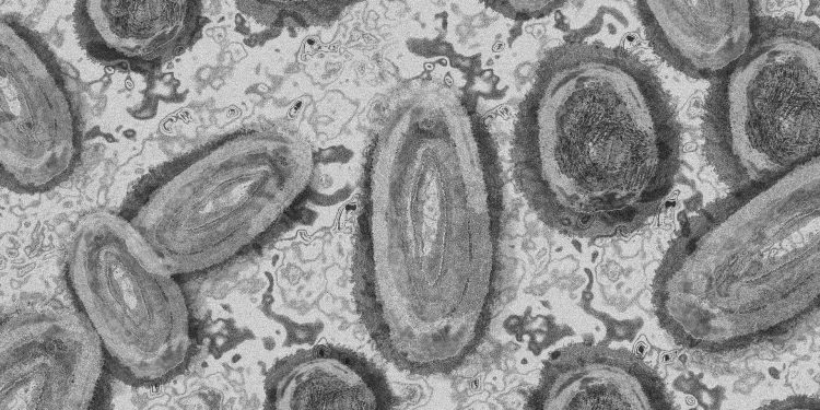 Ceará confirma 2º caso de varíola dos macacos no estado