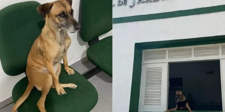 Cadela vira ‘policial civil canina’ após ser adotada na delegacia de Jardim