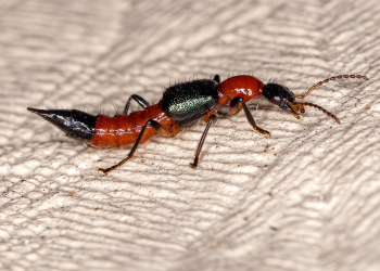 Potó pode causar queimaduras de até segundo grau na pele