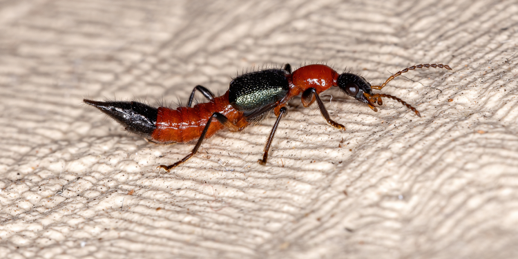 Besouro potó: contato pode causar queimaduras de até 2º grau na pele; conheça cuidados e tratamento