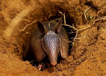 Toca do tatu (Foto ilustrativa)