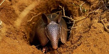 Jovem de 17 anos morre vítima de ‘doença do tatu’ e amigo está em estado grave