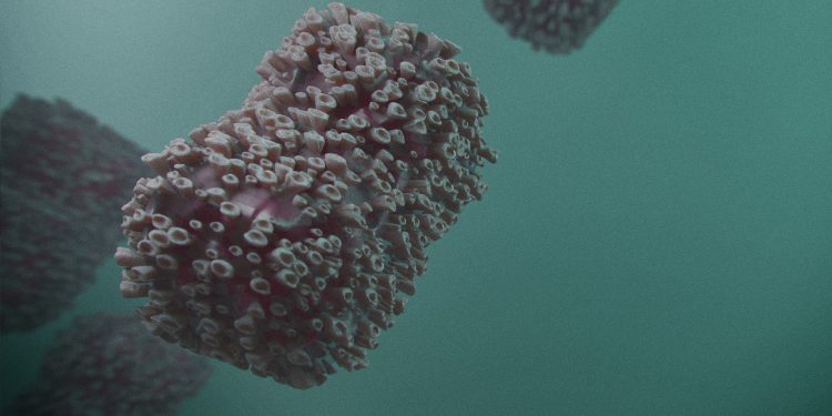 Sobe para 23 o número de casos de varíola dos macacos no Ceará