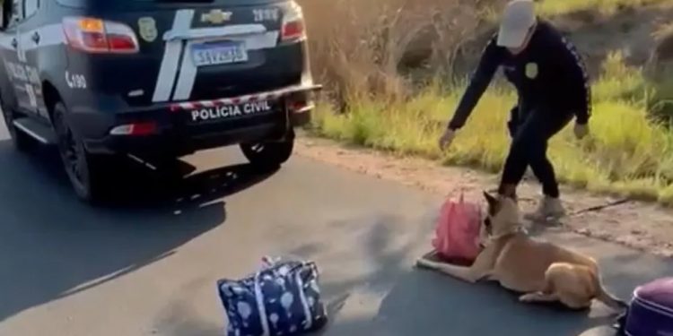 Passageira é presa transportando drogas em ônibus de viagem no interior do Ceará