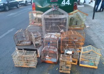 Em ações distintas, BPMA apreende 32 pássaros silvestres no interior do Ceará (Foto: Divulgação/Polícia Militar)