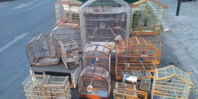 Pássaros silvestres são resgatados em ações da polícia em Juazeiro do Norte e Iguatu