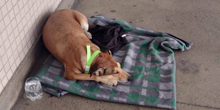 O Homem Invisível e o cachorrinho caramelo – Por J. Flávio Vieira