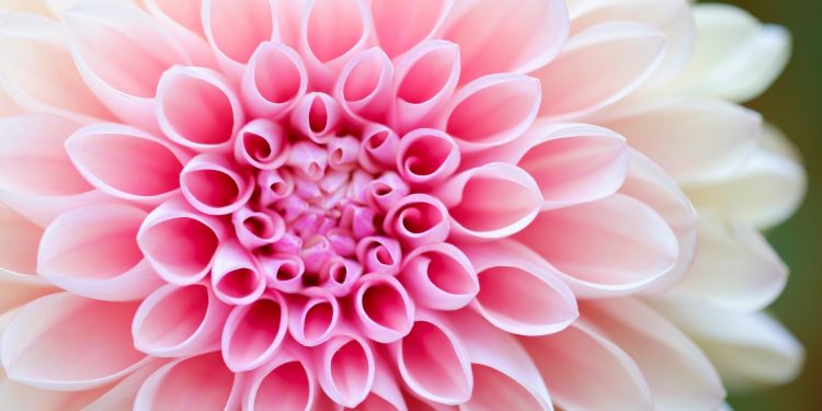 Natural é a flor desabrochando – Por Alexandre Lucas