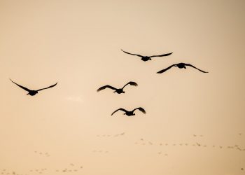 (Foto: Gordon Millar/Unsplash)