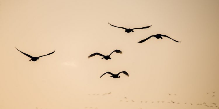 Aparências dos voos – Por Alexandre Lucas