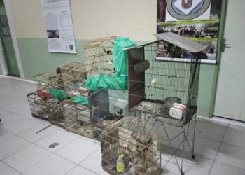 Diversas aves silvestres estavam em posse de uma senhora no Bairro Pio XII em Juazeiro do Norte (Foto: Divulgação/BPMA)