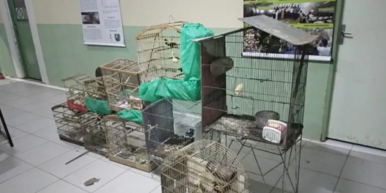 Diversas aves silvestres estavam em posse de uma senhora no Bairro Pio XII em Juazeiro do Norte (Foto: Divulgação/BPMA)