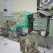 Juazeiro do Norte: Mulher faz entrega voluntária de 21 pássaros silvestres, e macaco-prego é resgatado