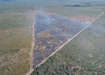 Polícia Federal encontra área da Floresta do Araripe desmatada em Crato