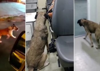 Cão segue tutora, ganha 'carona' em ambulância e a acompanha em hospital (Foto: Reprodução)
