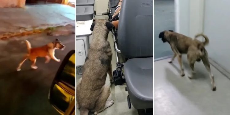 Cão segue ambulância que socorria a tutora e a acompanha em hospital em Crateús: ‘Ele nunca me abandona’