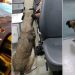 Cão segue ambulância que socorria a tutora e a acompanha em hospital em Crateús: ‘Ele nunca me abandona’