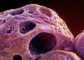 Ceará confirma primeiros casos da subvariante BQ.1 da Covid-19; pacientes apresentam sintomas leves