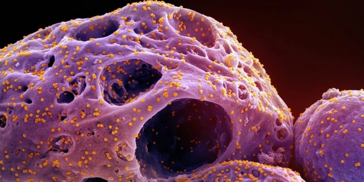 Ceará confirma primeiros casos da subvariante BQ.1 da Covid-19; pacientes apresentam sintomas leves