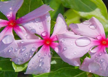 (Foto: Site Natureza Bela)