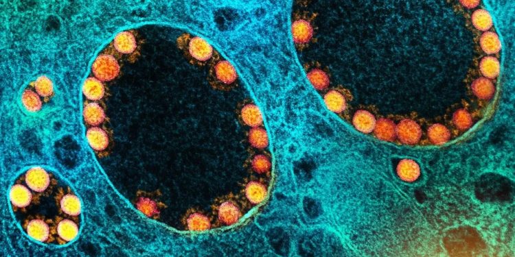 BQ.1: o que se sabe sobre variante da ômicron descoberta no Brasil